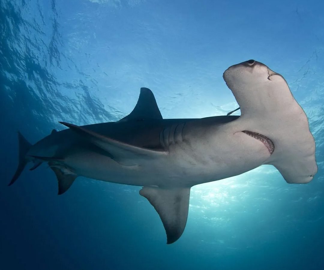 Buceo-Leon-dormido-3