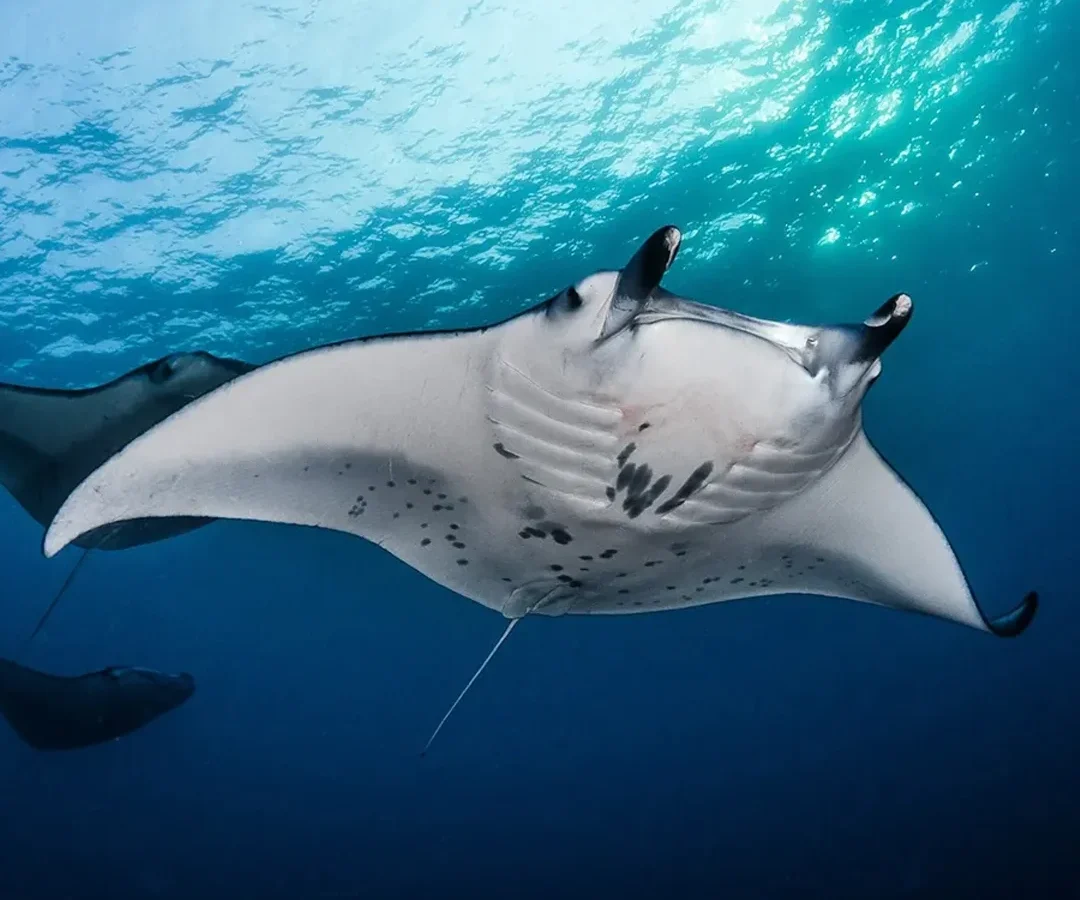 MANTARAAAA